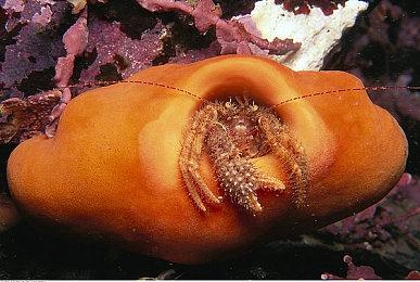 动视暴雪手游收益超过主机+PC 鲍比科蒂克：加大力度